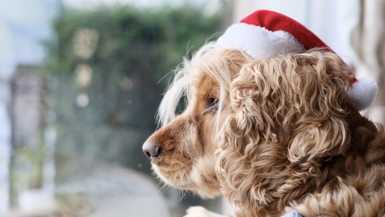 Bygone Christmas Offer 10% Off. Dog looks out of Sash Window